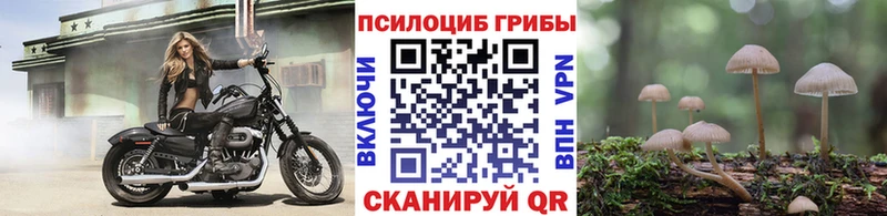 Псилоцибиновые грибы Psilocybe Белозерск